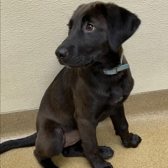 Meet your Posher, Resurgence! - Picture 7 of 8